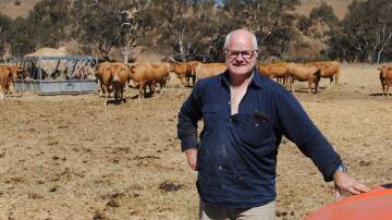 Red Wagyu stud principal Robert Trethewey, Bannockburn, with his cow herd. Picture by Barry Murphy 