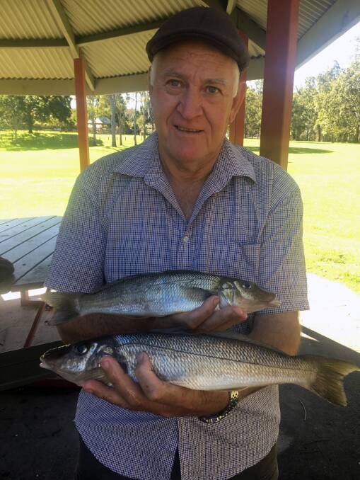 RIVER MONSTERS: Nev Wyatt showing you can still catch big whiting in winter. These fish are from the Nerang River
