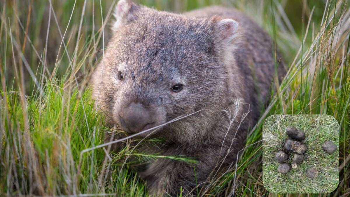 Study Reveals Why Wombat Poo Is Square Redland City Bulletin Cleveland Qld