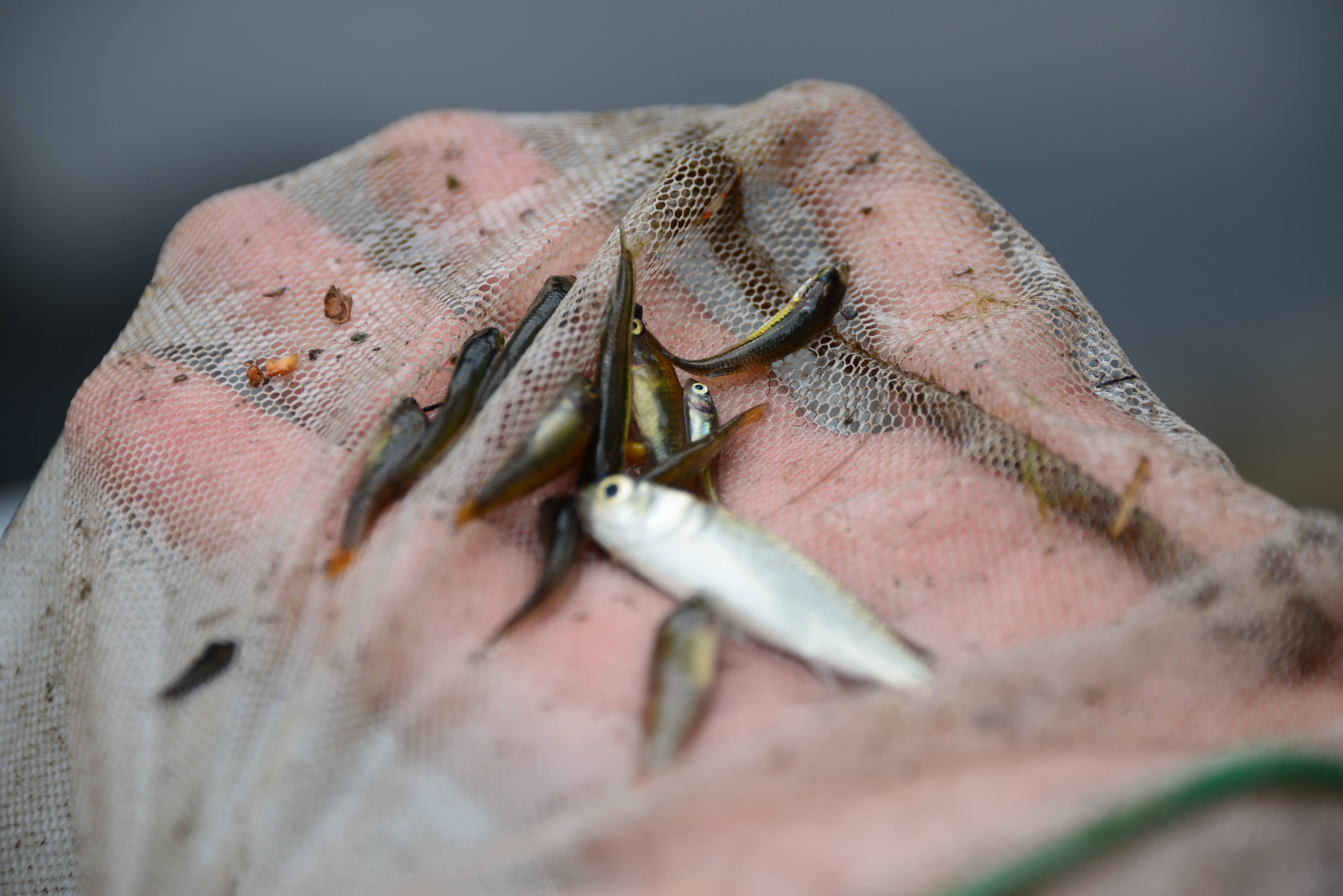 Pest fish species takes over Redland waterways, Redland City Bulletin
