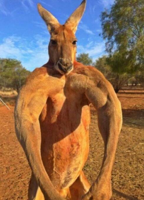 alpha kangaroo