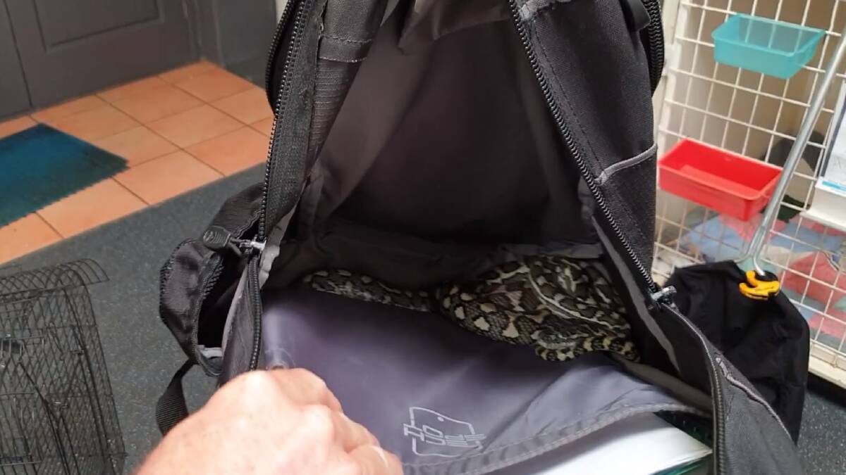 VIDEO: One metre python found in backpack... and cage, and kennel ...