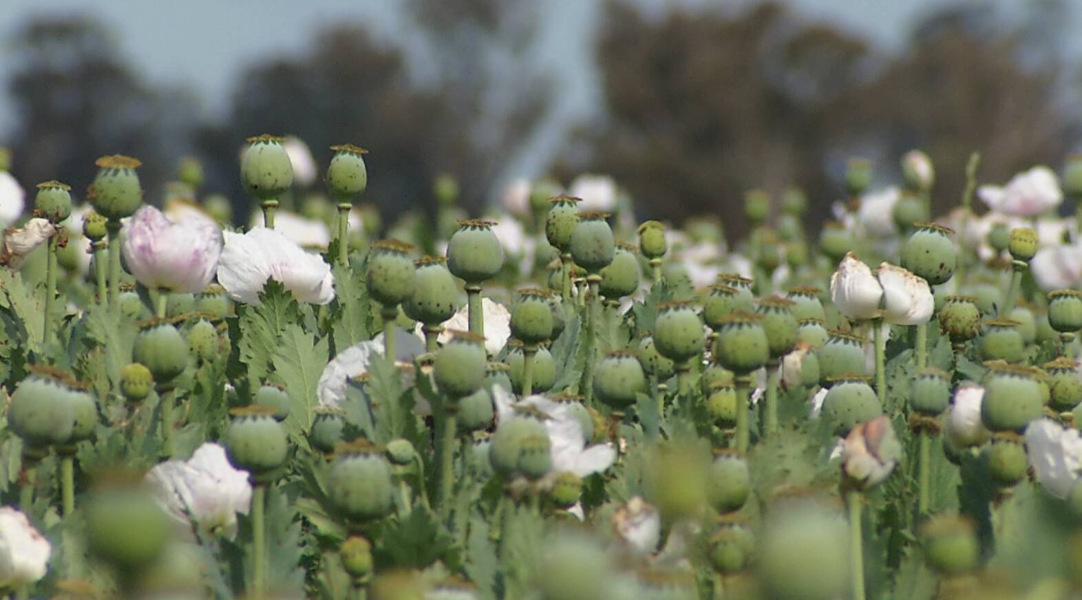 4 Things you didn't know about Poppies - Cultivation Street