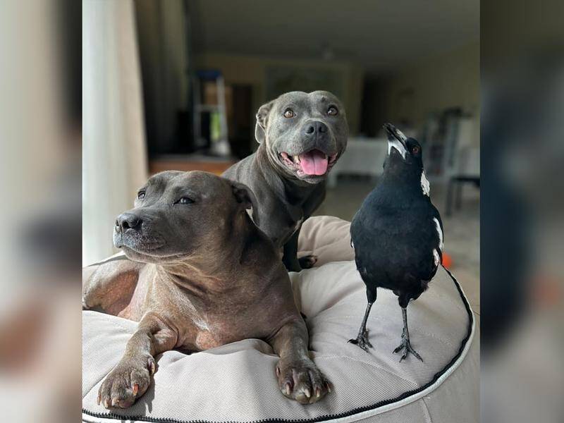 A surprising friendship blossomed between Molly and the Staffordshire bull terriers Peggy and Ruby. (HANDOUT/JULIETTE WELLS AND REECE MORTENSEN)