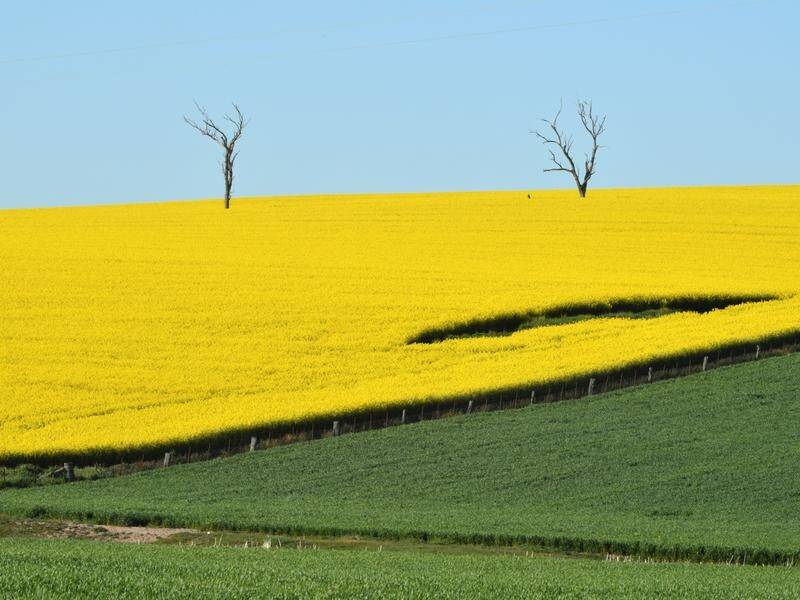 A bumper harvest is predicted after good season-opening rains allowed earlier planting of canola.