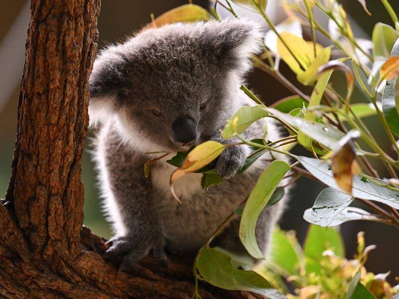 Areas set to be part of NSW's Great Koala National Park are being logged, conservation groups say. (Dean Lewins/AAP PHOTOS)