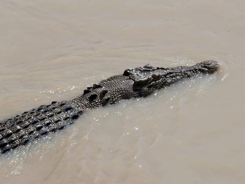 A croc over four metres long has been caught in north Queensland after lunging at a man on a boat. (Richard Wainwright/AAP PHOTOS)